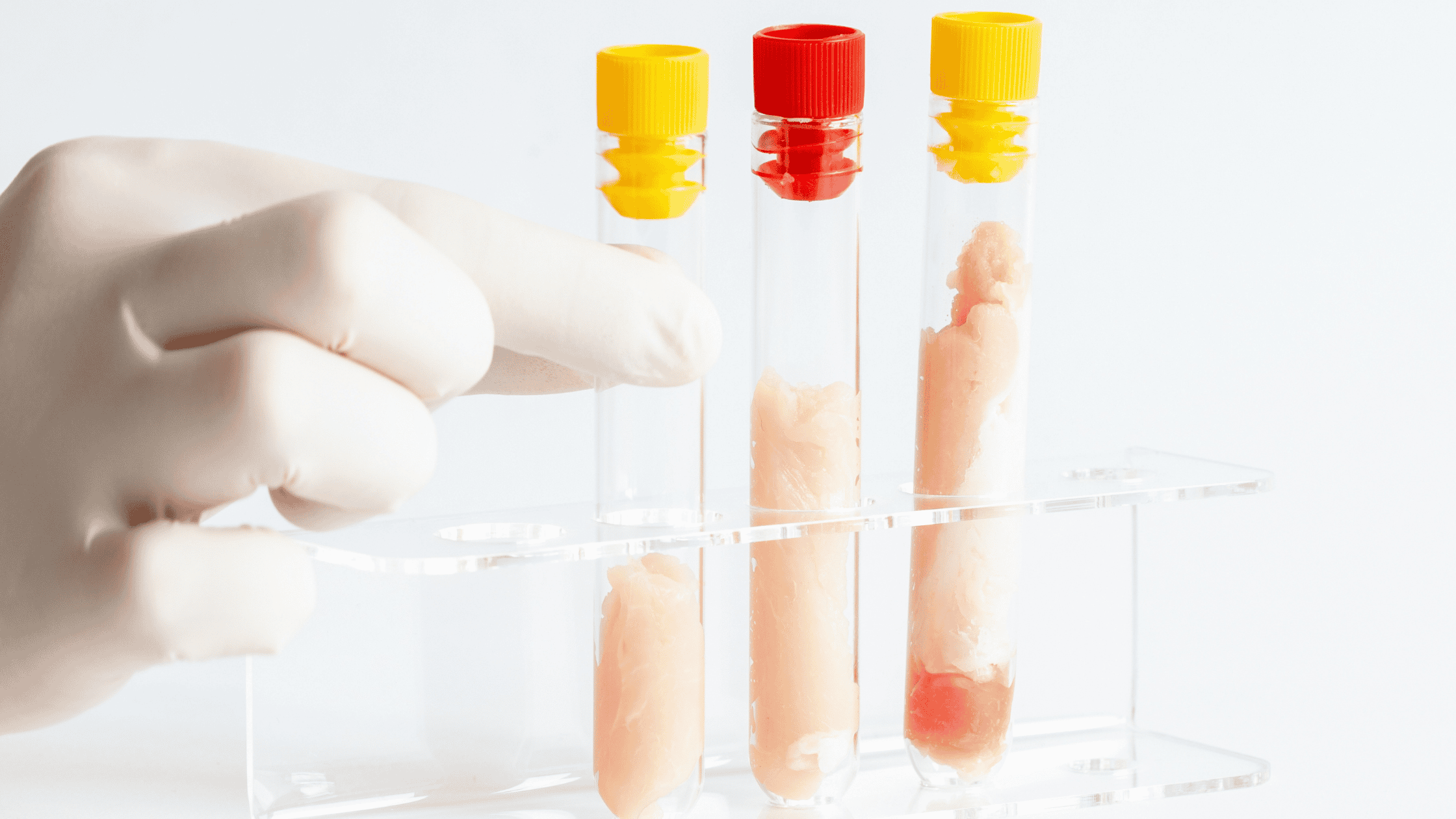 In vitro Fleisch cropspot