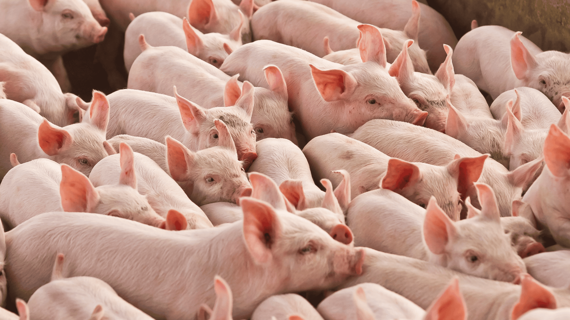 Schweinehaltung